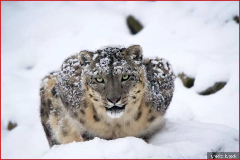 4 - हिम बिबट्या - ( Snow Leopard )- हिम बिबट्या भारतासह मध्य आणि दक्षिण आशियातील पर्वतीय प्रदेशात राहतो.थंड हवामानात देखील तो टिकून राहण्याच्या क्षमतेमुळे त्यांना स्नो लेपर्ड म्हणून ओळखले जाते. मा शिकार आणि अधिवास नष्ट होण्याच्या धोक्यांचा सामना करावा लागतो. संवर्धनाच्या प्रयत्नांमध्ये त्याच्या अधिवासाचे संरक्षण करणे आणि मानव-वन्यजीव संघर्ष कमी करणे समाविष्ट आहे. 