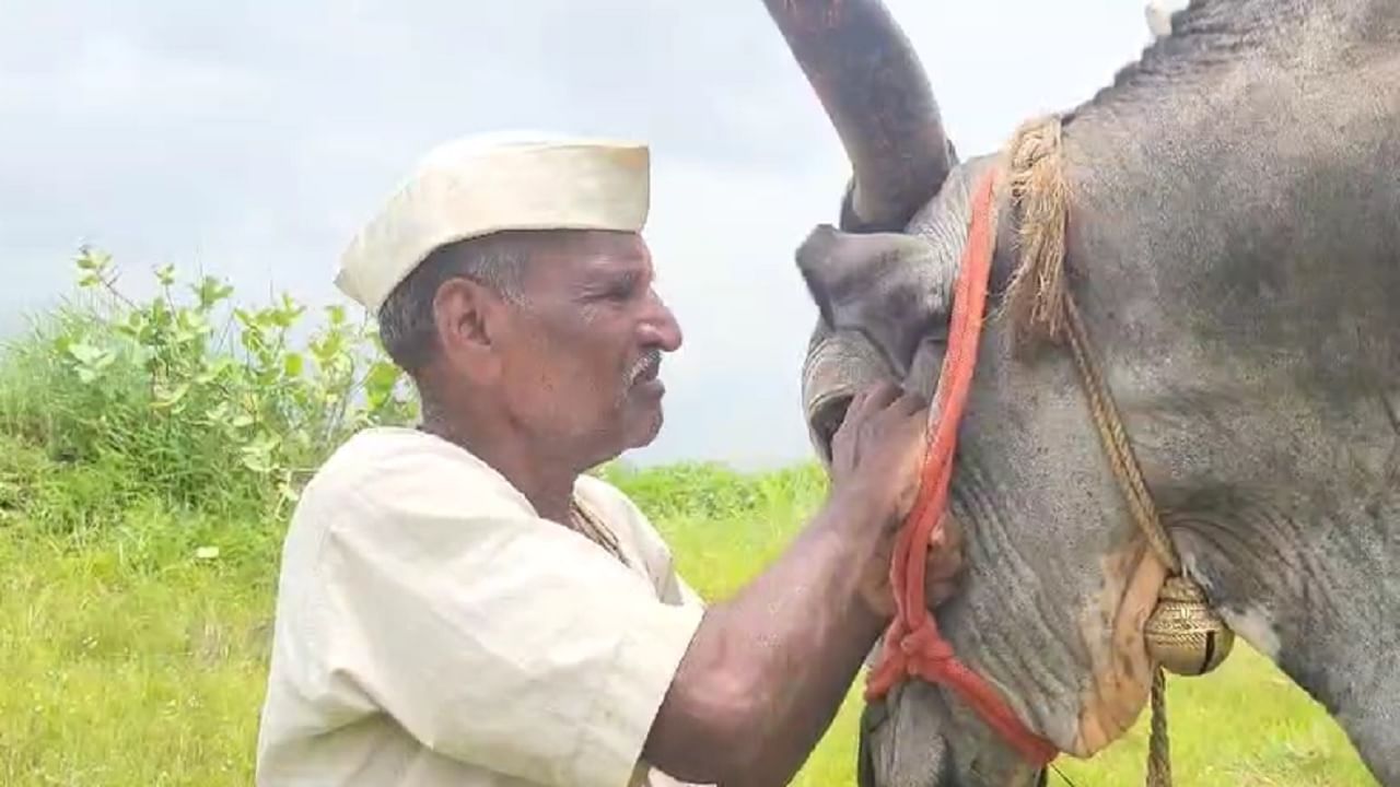 पावसामुळे झाडाखाली थांबले अन् वीज कोसळली, जीव जात असताना 'राजा'नं वाचवले बेशुद्ध मालकाचे प्राण