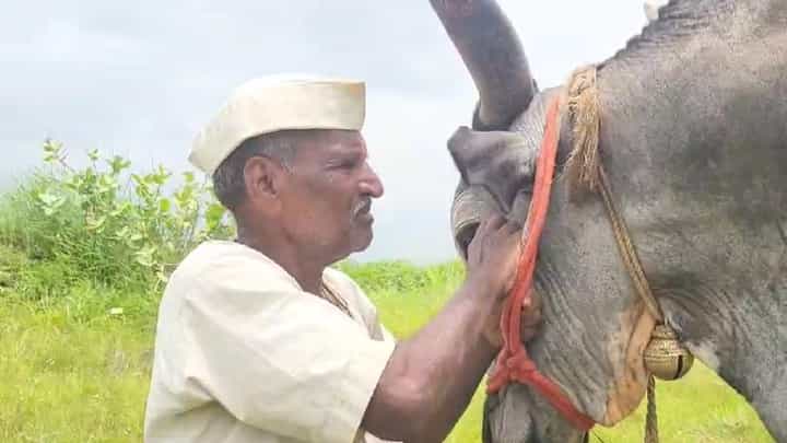 पावसामुळे झाडाखाली थांबले अन् वीज कोसळली, जीव जात असताना 'राजा'नं वाचवले बेशुद्ध मालकाचे प्राण पावसामुळे झाडाखाली थांबले अन् वीज कोसळली, जीव जात असताना 'राजा'नं वाचवले बेशुद्ध मालकाचे प्राण
