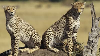 कूनो नॅशनल पार्कातील नाल्यात सापडला पवन, आतापर्यंत 13 चित्ते दगावले, चिंता वाढली