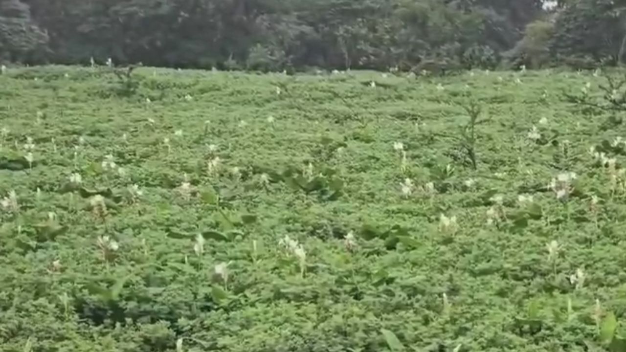 पठारावर २८० फुलांच्या प्रजाती आहेत. तसेच वनस्पती वेली, झुडपे आणि इतर प्रजाती मिळून ८५० प्रजाती आढळतात. २०१२ साली युनेस्को जागतिक वारसा स्थळांच्या संरक्षित यादीत कास पठाराचा समावेश केला गेला आहे. 