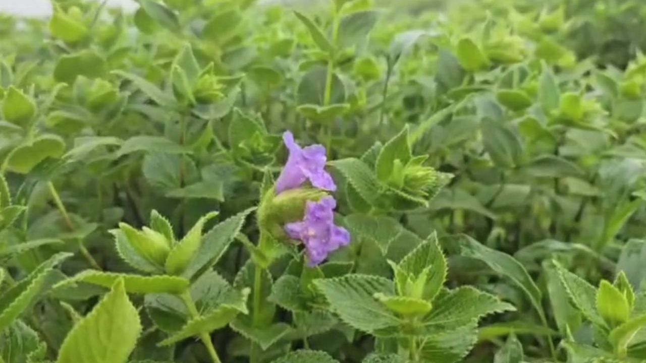 जागतिक वारसास्थळ असलेल्या कास पठारावर यंदा दुर्मिळ फुलांच्या प्रजाती फुलण्यास सुरुवात झाली आहे. अजून हंगाम सुरू झाला नसला तरी काही दुर्मिळ फुलांच्या प्रजाती सध्या कास पठारावर पाहायला मिळत आहेत. 