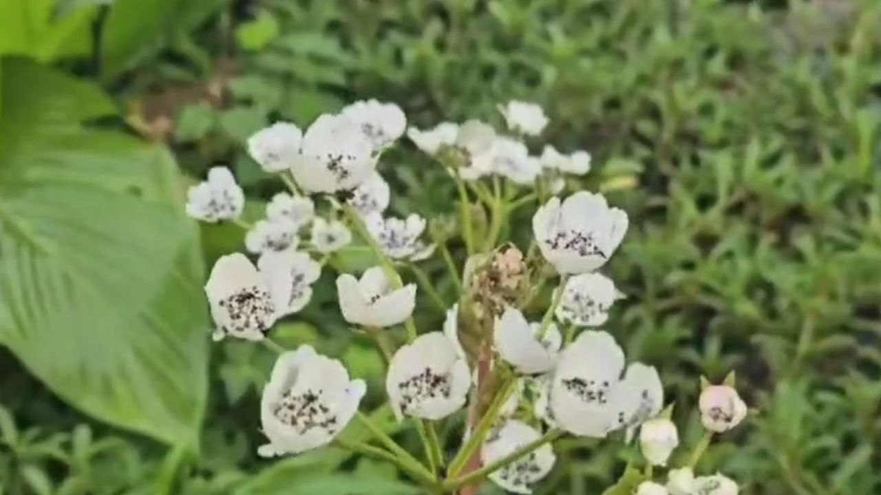 सप्टेंबर महिन्याच्या पहिल्या आठवड्यात कास पठारावर फुलांचा चांगला बहर पाहायला मिळू शकतो. कास येथील कुमोदिनी तलाव पावसाने भरला आहे. तर सभोवतीचे पूर्ण पठार हिरव्यागार झाडा वेलींनी बहरुन गेले आहे. 