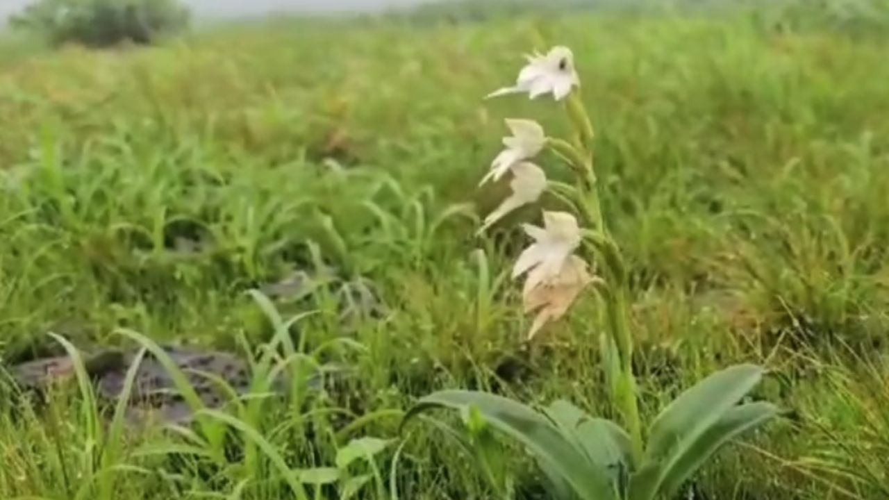 गेंद, भुई, कारवी, चवर, वायुतुरा, पंद पिंडा कोकंणांसीस, विघ्नहर्ता अशी रंगीबेरंगी फुले सध्या तुरळक स्वरूपात कास पठारावर पाहायला मिळत आहेत. येत्या काही दिवसांत सर्वत्र फुलेच फुले दिसणार आहे. विविधरंगी फुले डोलणार आहे. 