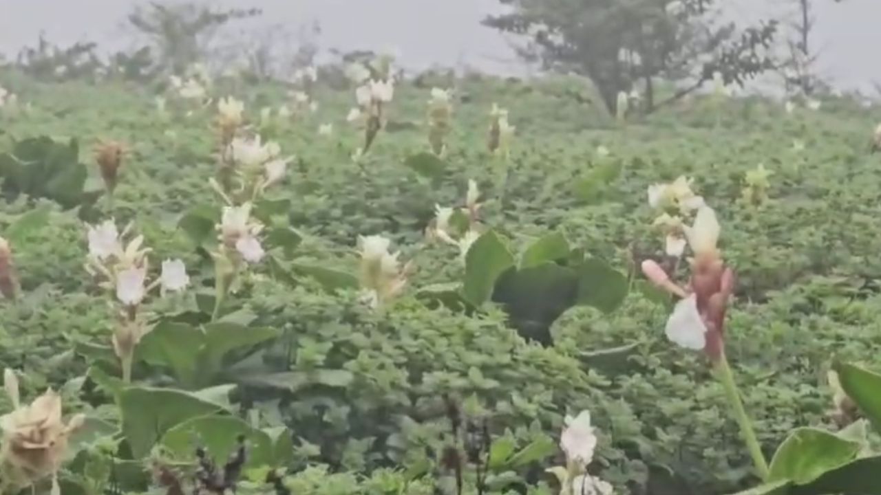 दसऱ्याच्या दिवशी कास पठारावर विविधरंगी खेकडे फिरताना दिसतात. या पठारावर विजनवासात असताना पांडव आले होते, असे सांगितले जाते. त्यांच्या पायाचे ठसे या ठिकाणी दिसतात. 