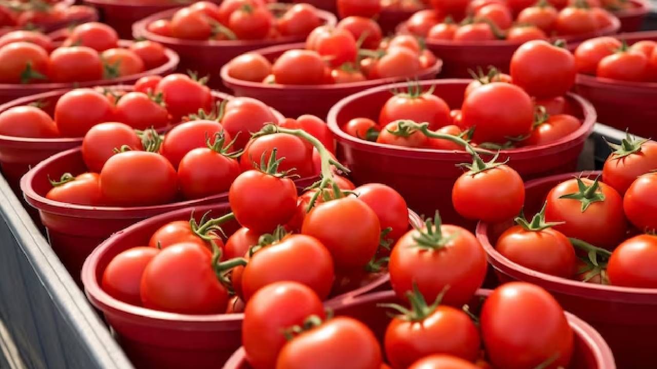 Tomato Price : आनंदवार्ता, टोमॅटोचा भाव आला अर्ध्यावर; पण इतर भाज्या महाग