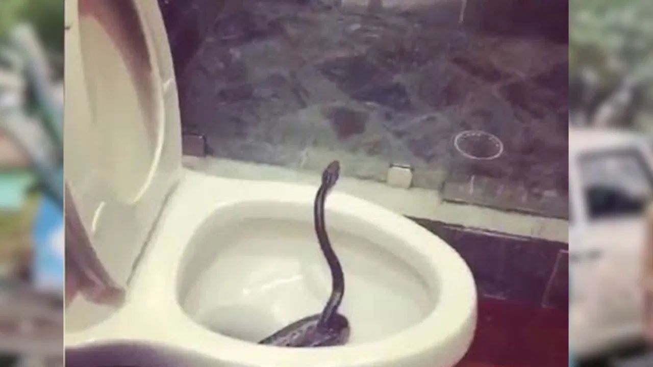 तरुण घरातील टॉयलेटमध्ये गेला आणि अचानक कमोडमधून डोकावू लागला नाग, पुढे जे काय घडलं त्याने.... तरुण घरातील टॉयलेटमध्ये गेला आणि अचानक कमोडमधून डोकावू लागला नाग, पुढे जे काय घडलं त्याने....