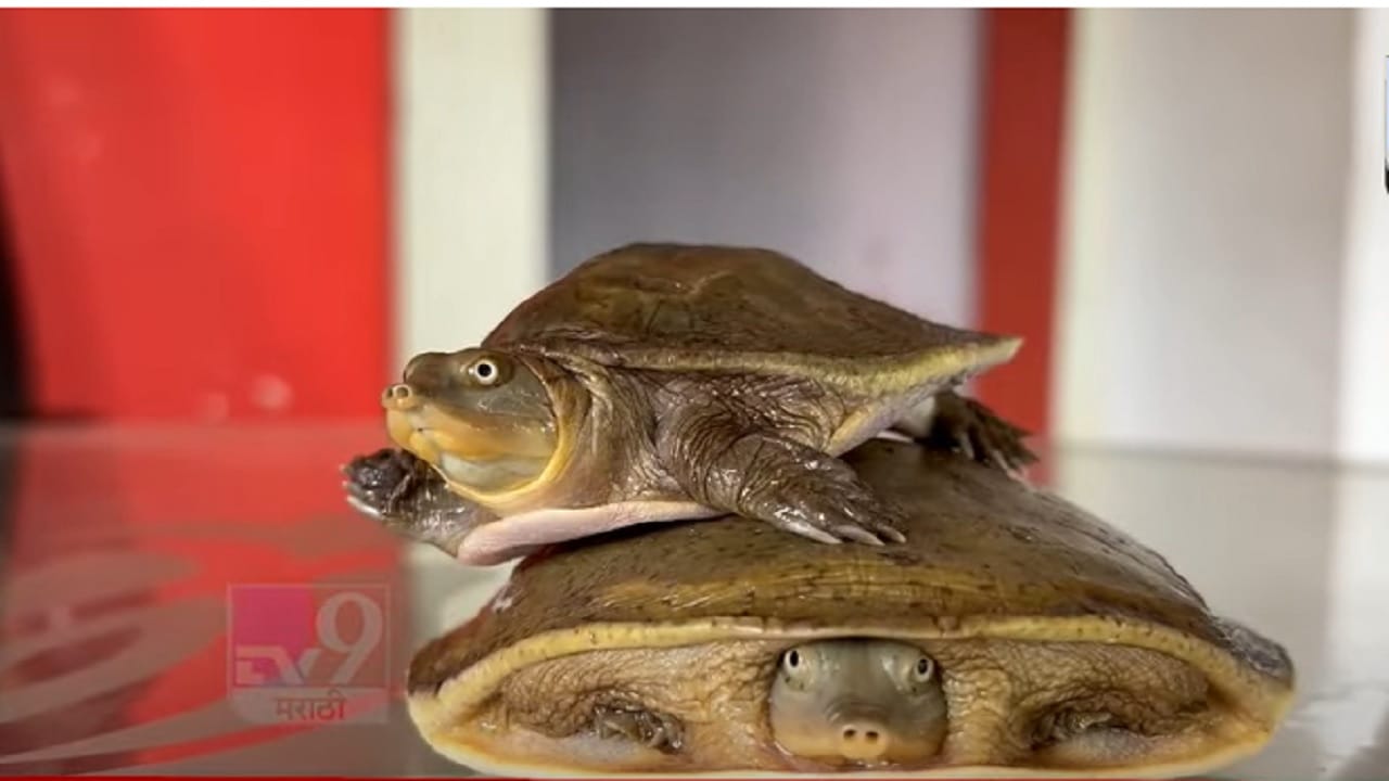 Rare Soft Shell Turtle मृदू कवचाच्या 'त्या' दुर्मिळ कासवांना जीवदान; अशा पद्धतीने त्यांना केलं ...