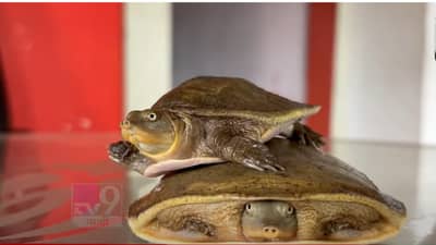 मृदू कवचाच्या ‘त्या’ दुर्मिळ कासवांना जीवदान; अशा पद्धतीने त्यांना केलं सुरक्षित, बघा व्हिडीओ