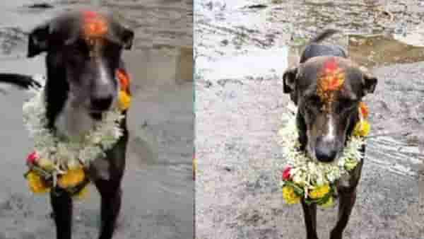 पांडुरंग पावला ! वारीत हरवला, 250 किमी पायी चालत महाराज घरी परतला..