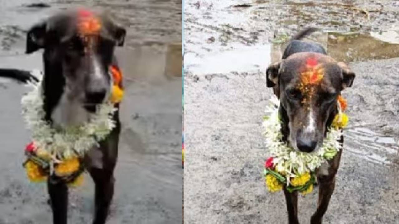 पांडुरंग पावला ! वारीत हरवला, 250 किमी पायी चालत 'महाराज' घरी परतला.. पांडुरंग पावला ! वारीत हरवला, 250 किमी पायी चालत 'महाराज' घरी परतला..