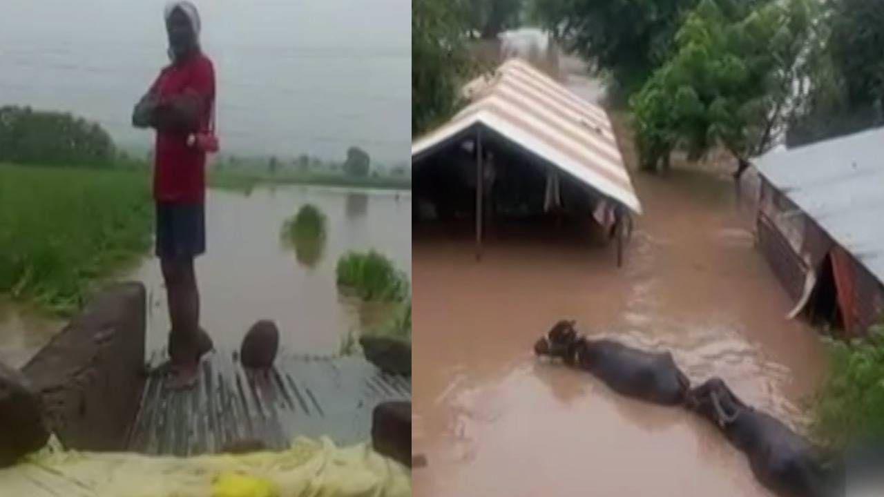 Video : हिंगोलीत 40 शेतकरी रात्री पुरात अडकले; जनावरांच्या गळ्यापर्यंत पाणी, मराठवाड्यात महापूर