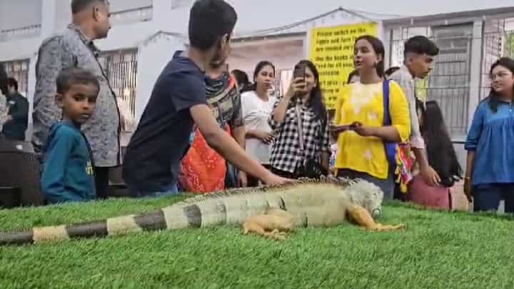 साडेपाच फुटांची पाल अन् अनोखे मांजर, पोपट तुम्ही पाहिलंय? ठाण्यात 'येथे' भरलंय आंतरराष्ट्रीय पेट प्रदर्शन साडेपाच फुटांची पाल अन् अनोखे मांजर, पोपट तुम्ही पाहिलंय? ठाण्यात 'येथे' भरलंय आंतरराष्ट्रीय पेट प्रदर्शन