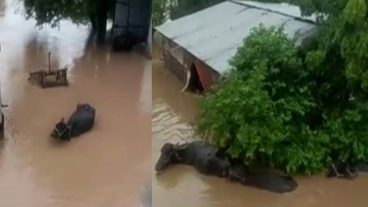 Video : पावसाचा हाहा:कार, घरात पाणी शिरलं, जनावरं वाहून गेली; नांदेडमधील गावांना पुराचा वेढा