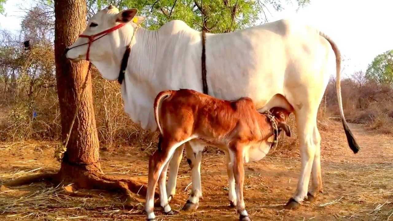 आता देशी गाय 'राज्यमाता', राज्य सरकारचा मंत्रिमंडळ बैठकीत मोठा निर्णय