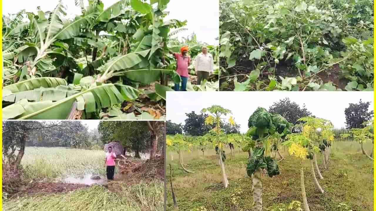 मुसळधार पावसाने दाणादाण, हाता तोंडाशी आलेल्या पिकांचे मोठे नुकसान, पिकांवर रोगांचा प्रादुर्भाव, शेतकरी मोठ्या संकटात