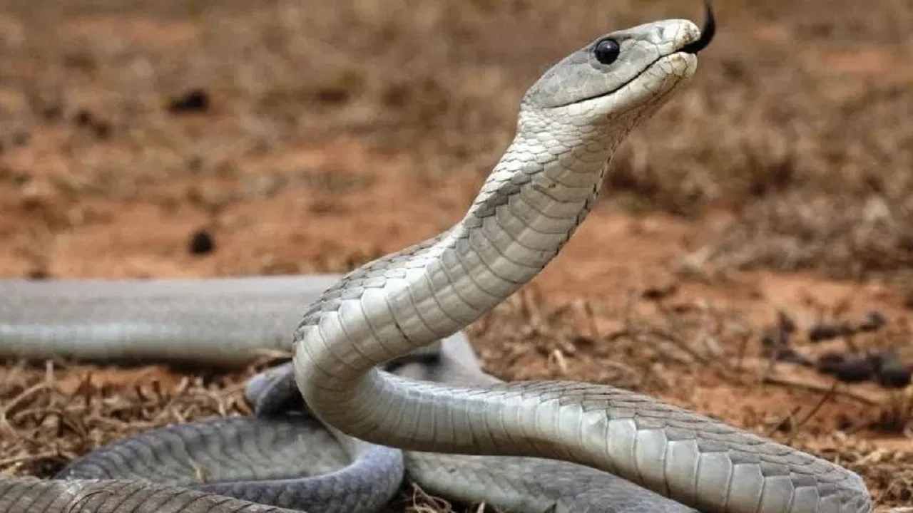 Snake Bite :  सर्प दंशात मृत्यू, मग सरणावरच युवकाच्या मृतदेहासोबत जिवंत सापाला जाळलं, कारण....