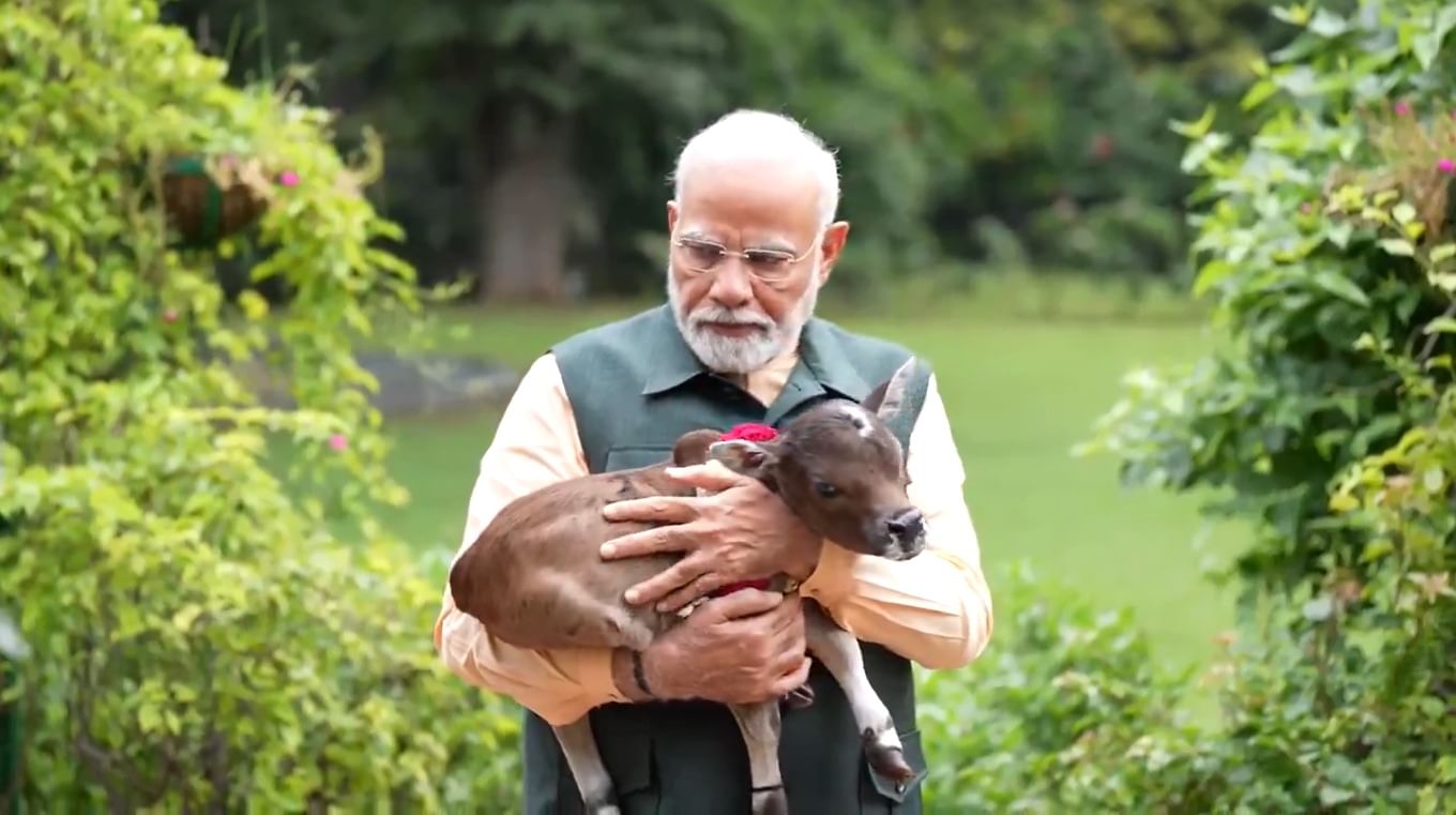  मोदींनी या वासरासोबतचे अनेक फोटो आपल्या एक्स अकाऊंटवर शेअर केले आहेत. त्यातून या वासराप्रतीचं मोदी यांचं प्रेम दिसून येत आहे. एक्सवर मोदींनी एक पोस्ट करून त्यात आपल्या भावना व्यक्त केल्या आहेत. 