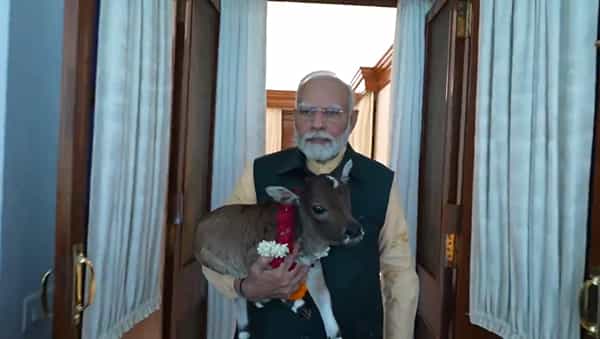 देशाचे पंतप्रधान नरेंद्र मोदी यांची एक पोस्ट समोर आली आहे. पंतप्रधानांच्या या पोस्टने सर्वांचं लक्ष वेधून घेतलं आहे. या पोस्टमधून पंतप्रधान नरेंद्र मोदी यांची प्राण्यांबाबतची ओढ आणि आस्था दिसून येत आहे. (Photos : X / Twitter)