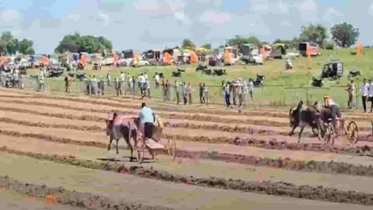 बीडमध्ये मराठवाडा केसरी बैलगाडा शर्यत; सर्जा, सोन्या, हिंदकेसरी नामंकित बैल जोड्यांचा थरार बीडमध्ये मराठवाडा केसरी बैलगाडा शर्यत; सर्जा, सोन्या, हिंदकेसरी नामंकित बैल जोड्यांचा थरार