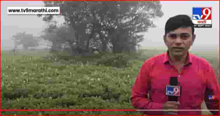 यंदाचा कास पठाराचा हंगाम सुरु, मोठ्यांसाठी आणि शाळकरी मुलांसाठी किती शुल्क ? यंदाचा कास पठाराचा हंगाम सुरु, मोठ्यांसाठी आणि शाळकरी मुलांसाठी किती शुल्क ?