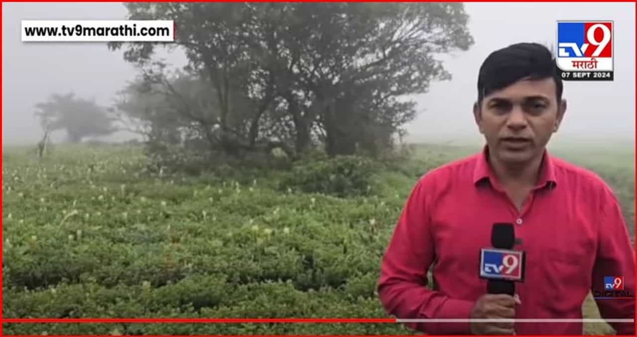 यंदाचा कास पठाराचा हंगाम सुरु, मोठ्यांसाठी आणि शाळकरी मुलांसाठी किती शुल्क ? यंदाचा कास पठाराचा हंगाम सुरु, मोठ्यांसाठी आणि शाळकरी मुलांसाठी किती शुल्क ?