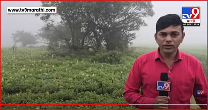 यंदाचा कास पठाराचा हंगाम सुरु, मोठ्यांसाठी आणि शाळकरी मुलांसाठी किती शुल्क ? यंदाचा कास पठाराचा हंगाम सुरु, मोठ्यांसाठी आणि शाळकरी मुलांसाठी किती शुल्क ?