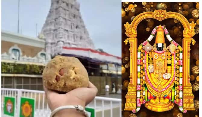 तिरुपती लाडू वादाचा भाविकांवर कोणताही परिणाम नाही, 4 दिवसांत विकले गेले इतके लाख लाडू