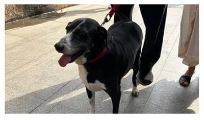 रतन टाटा यांच्या अखेरच्या दर्शनासाठी त्यांचा डॉग गोवा देखील आला, व्हिडीओ व्हायरल