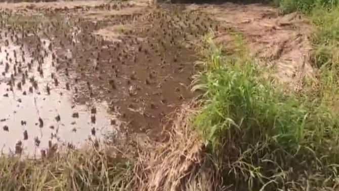 IMD Rain: दिवाळीत राज्यातील काही भागात मुसळधार पाऊस, हवामान विभागाचा इशारा काय?