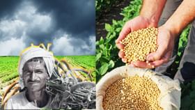 उत्पन्नापेक्षा खर्चच जास्त; सोयाबीनमुळे शेतकऱ्यांचे बिघडले गणित