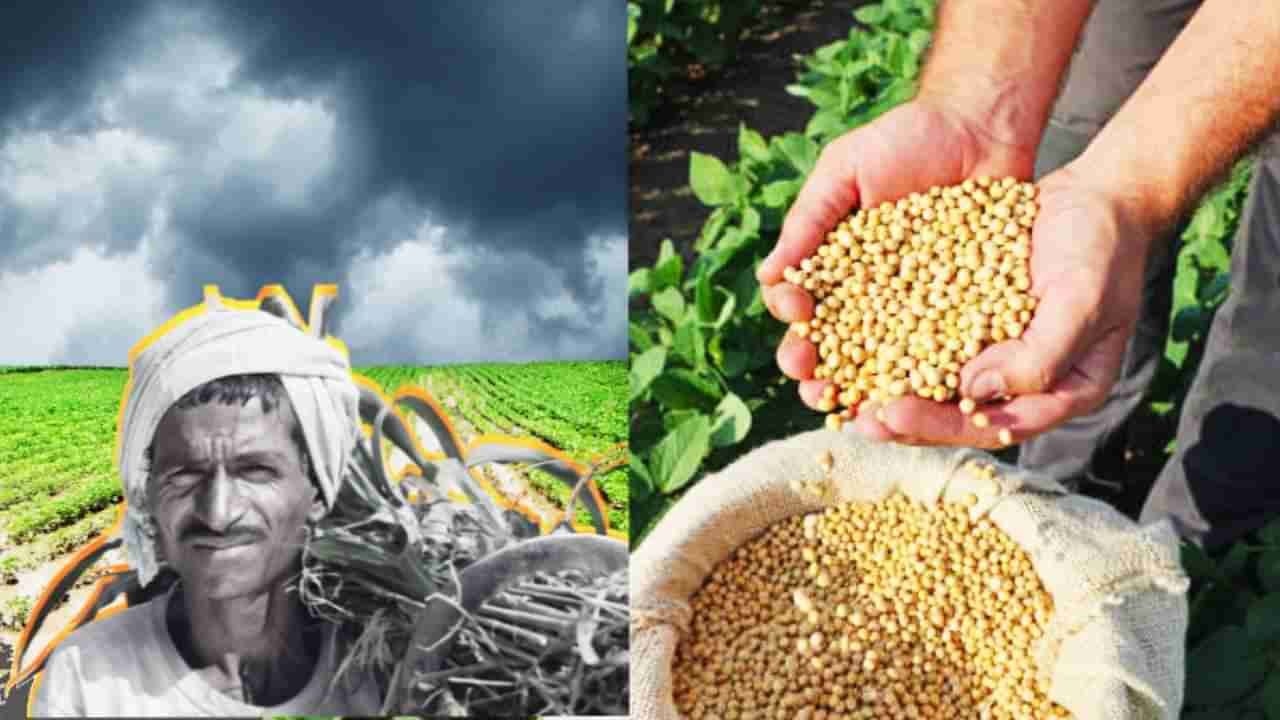 Soyabean Farmer : उत्पन्नापेक्षा खर्चच जास्त; सोयाबीनमुळे शेतकऱ्यांचे बिघडले गणित; सांगा, आतबट्ट्याचा व्यवसाय का करायचा?