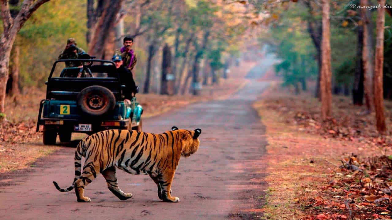 पर्यटकांसाठी आनंदाची बातमी, आजच ताडोबाच्या जंगल सफारीचं प्लानिंग करा, कारण.... पर्यटकांसाठी आनंदाची बातमी, आजच ताडोबाच्या जंगल सफारीचं प्लानिंग करा, कारण....