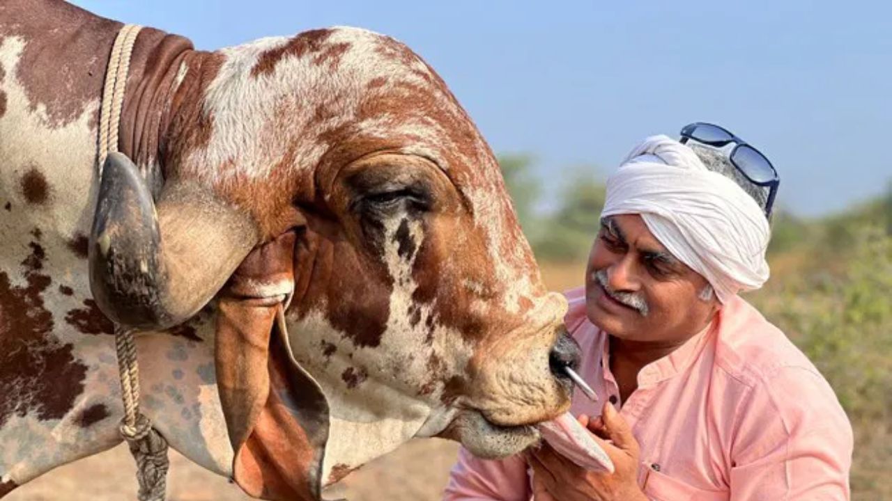 गायींना योग्य आहार देणे सुरु केले. त्यांनी उत्तम दर्जाचे तूप बनवण्यासाठी अधिक माहिती घेतली. त्यांनी बनवलेले तूप खूप लोकप्रिय झाले. त्यांचा व्यवसाय वाढला. आता ते 123 देशांमध्ये तूप निर्यात करतात. त्यांच्याकडे आता 250 गीर गायी आहेत. 