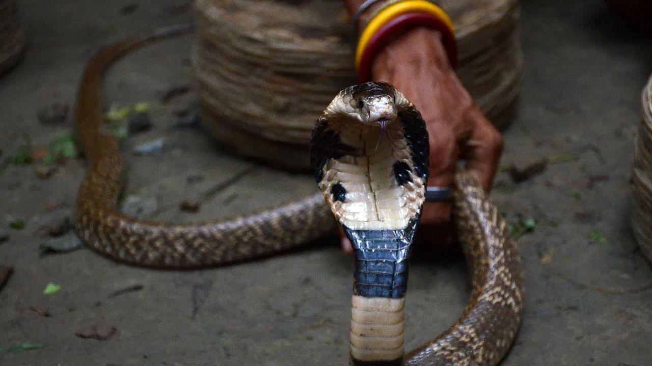 एक गोष्ट लक्षात घ्यावी, साप स्वत:हून कधीही हल्ला करत नाही, मात्र त्याला धोका जाणवल्यास किंवा समोर आपली शिकार आहे, या समजातून अनेकवेळा संर्पदंश होतो. 