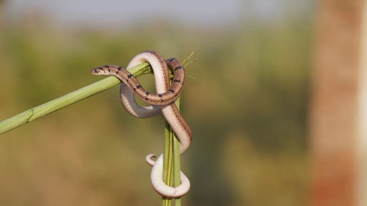 एक लक्षात घ्या साप कधीही स्वत:हून हल्ला करत नाही, त्याला धोका जाणवला तरच तो हल्ला करतो. जर साप चावला आणि योग्य उपचार तातडीनं मिळाले तर तो व्यक्ती पूर्णपणे बरा होता. 