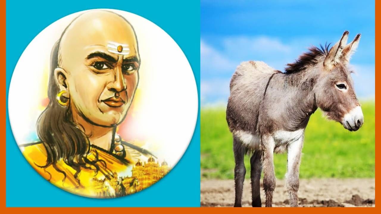 Chanakya Niti : हुशार व्यक्तीने गाढवाकडून शिकाव्या या गोष्टी; काय सांगते चाणक्य नीती?