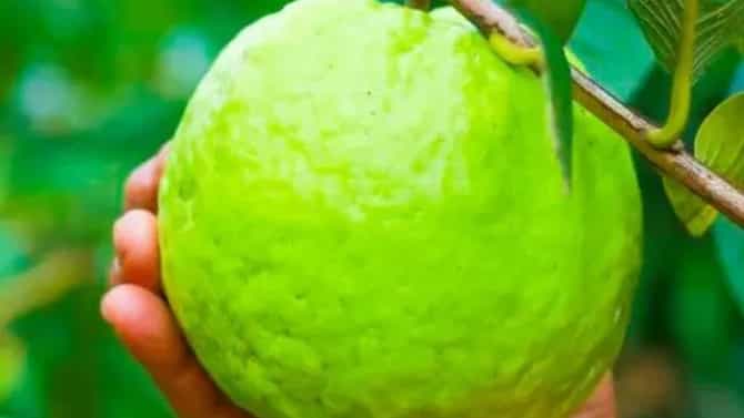 हे पाच आजार असलेल्या लोकांनी चुकूनही खावू नये पेरू, होऊ शकतात गंभीर परिणाम
