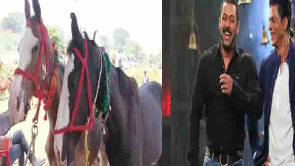 इथे फिल्मस्टार्सच्या नावावर होते गाढवांची विक्री; सलमान-शाहरुखपेक्षाही लॉरेन्स गाढवावर लाखोंची बोली