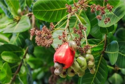 काजूची शेती करा, मालामाल व्हा, बाजारात 12 महिने मागणी