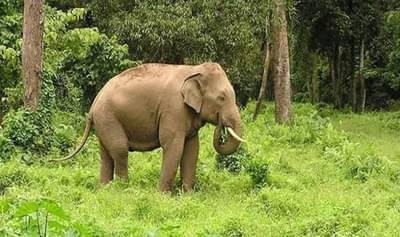 टस्कर हत्तींच्या नेत्याला लावणार रेडिओ कॉलर, मानवी वस्तीवरील हल्ला रोखण्यासाठी केला उपाय