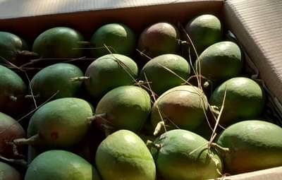 हापूस आंब्याची या वर्षांची पहिली पेटी मालवणवरुन नाशिकला रवाना, काय आहे किंमत?