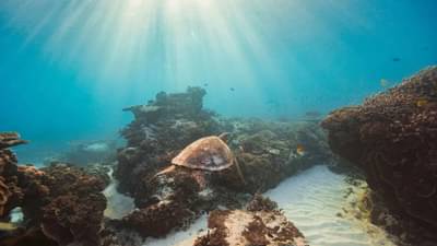 महासागर पृथ्वीसाठी ऑक्सिजन, मानवी जीवनासाठी रामबाण, वाचा नवा रिपोर्ट