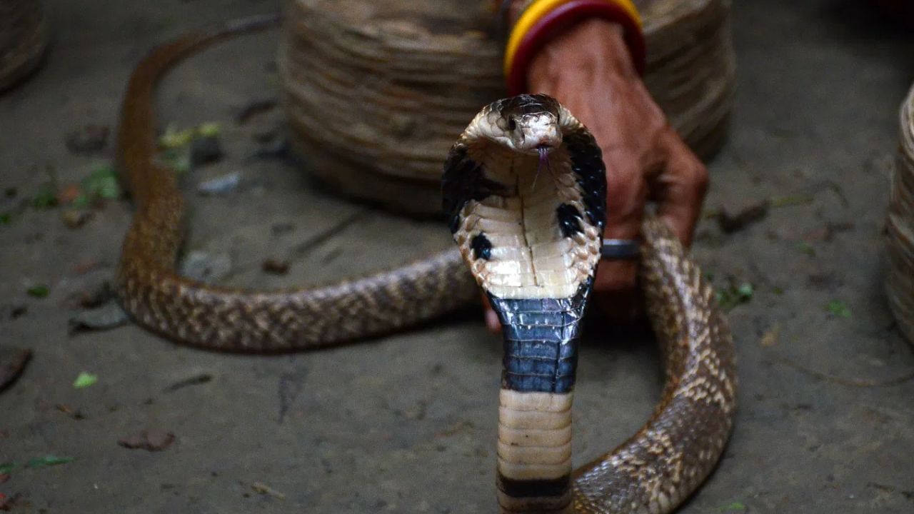 साप म्हटलं की भीतीनं अंगावर काटा उभा राहातो. अनेकदा आपल्या घरात, आजूबाजूला साप निघाल्याच्या घटना घडत असतात. मात्र आपण भीतीपोटी या सापांना मारून टाकतो. मात्र तसं न करता सर्पमित्रांच्या मदतीनं त्याला त्याच्या योग्य अधिवासात सोडून देणं अपेक्षित आहे. 