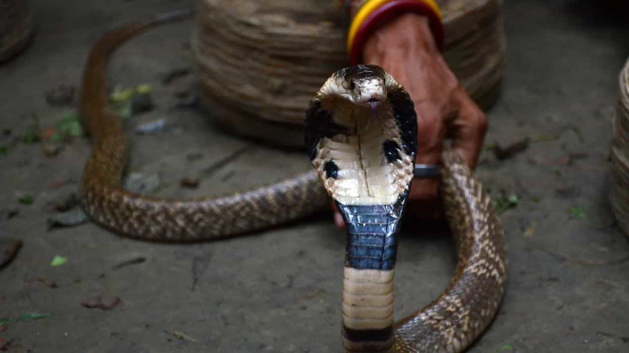 साप म्हटलं की भीतीनं अंगावर काटा उभा राहातो. अनेकदा आपल्या घरात, आजूबाजूला साप निघाल्याच्या घटना घडत असतात. मात्र आपण भीतीपोटी या सापांना मारून टाकतो. मात्र तसं न करता सर्पमित्रांच्या मदतीनं त्याला त्याच्या योग्य अधिवासात सोडून देणं अपेक्षित आहे.