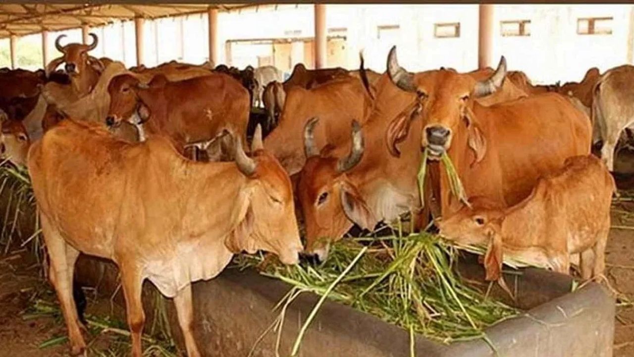 पाकिस्तान गायींसोबत एक नवा प्रयोग करत आहे, भारताप्रमाणेच पाकिस्तानमध्ये देखील गाईच्या शेणापासून बनवलेल्या गोवऱ्याचा उपयोग हा इंधनासाठी होतो.मात्र आता पाकिस्तान सरकारने गाईच्या शेणापासून एक ग्रीन प्रोजेक्ट सुरू केला आहे.असं करणारा पाकिस्तान हा जगातील पहिलाच देश ठरला आहे.