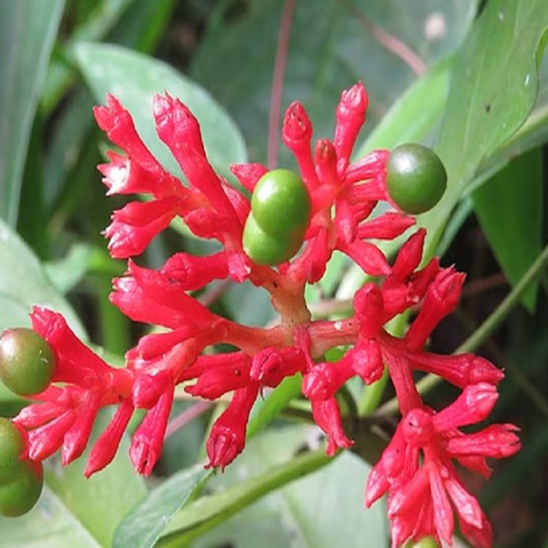 सर्पगंधा (Serpentine) : आयुर्वेदिक तज्ञांच्या मते या वनस्पतीमध्ये अनेक नैसर्गिक गुणधर्म आहेत. या वनस्पतीच्या मुळांचा रंग पिवळा किंवा तपकिरी असतोआणि त्याची पाने चमकदार हिरव्या रंगाची असतात. सर्प तज्ज्ञांच्या मते, या वनस्पतीचे वैज्ञानिक नाव सॅवुल्फिया सर्पेन्टिना आहे. या वनस्पतीचा वास इतका विचित्र आहे की त्याचा वास आल्यावर साप पळून जातात.