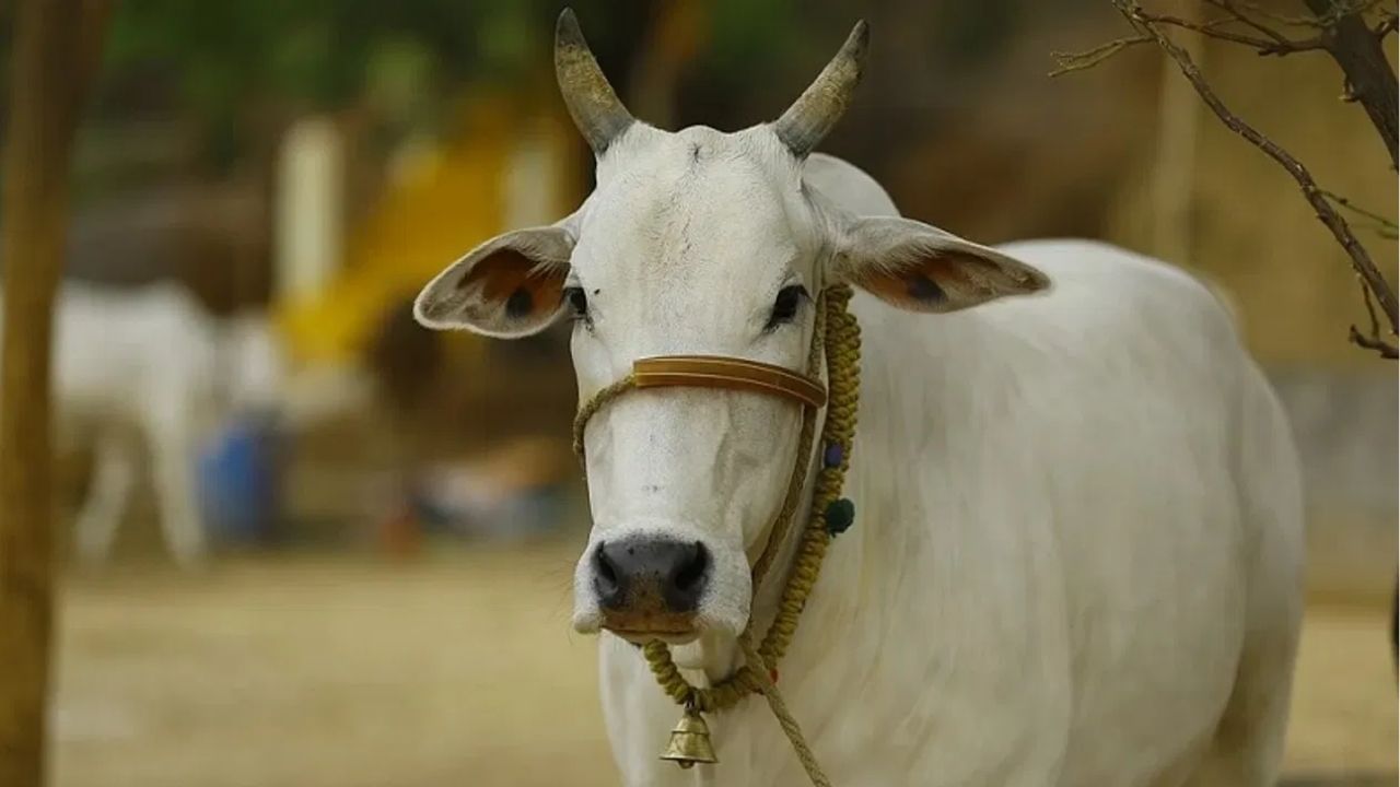 गेल्या अनेक वर्षांपासून पाकिस्तानचं या प्रोजेक्टवर संशोधन सुरू आहे, ज्यामुळे देशातील प्रदूषण नियंत्रीत ठेवण्यासाठी मदत होत आहे.असं करणारा पाकिस्तान हा जगातील पहिलाच देश आहे. 