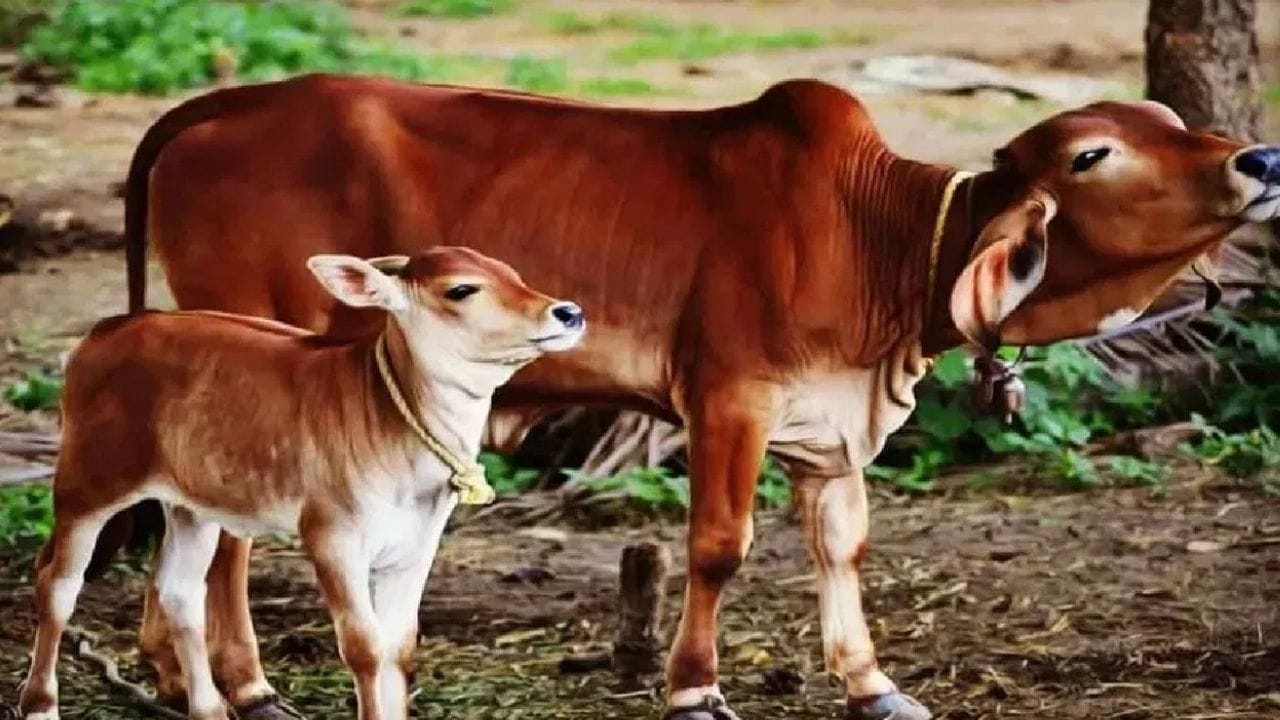 पाकिस्तानच्या कराची शहरात धावणाऱ्या दोनशेंहून अधिक बस या गायीच्या शेणापासून तयार केलेल्या इंधनावर धावत आहेत. या प्रोजेक्टला ग्रीन बस रॅपिड ट्रांजिट (बीआरटी) बस नेटवर्क असं नाव देण्यात आलं आहे. या अंतर्गत गायींच्या शेणापासून इंधन बनवलं जातं आणि त्या इंधनावर बस धावतात. 