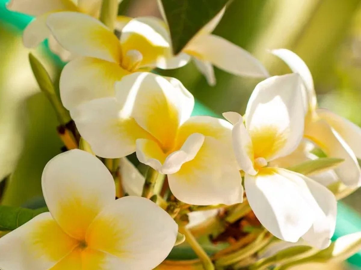 चाफ्याचं झाड - चाफ्याचं फूल हे त्याच्या सुगंधासाठी ओळखलं जातं. मात्र चाफ्याच्या झाडाच्या फांद्या आणि पान हे सापांना लपण्यासाठी एक सुरक्षित अश्रयस्थान असतं. त्यामुळे चाफ्याचं झाडं हे तुमच्या घराच्या परिसरात किंवा घरासमोर न लावण्याचा सल्ला दिला जातो. 